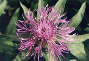 Centaurea nervosa